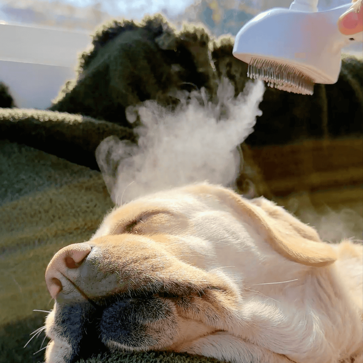 BrushPaw Dampfbürste für Hunde