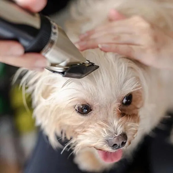 Lautloser Felltrimmer für Hunde – Präzis & Kabellos